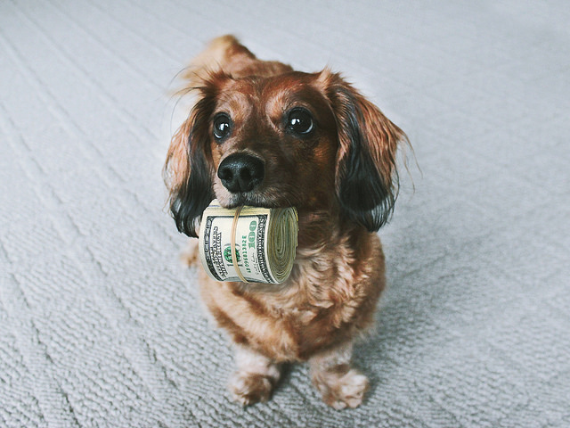 cute dog with money